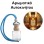 Αρωματικό Αυτοκινήτου 4ml - Luz de Cuba Men